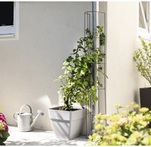 FLORASELF Plantensteun 120 x 30 cm