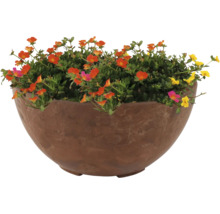 Bloempot met kleurrijke zomerbloemen