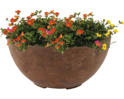 Bloempot met kleurrijke zomerbloemen