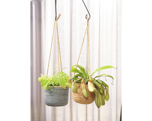 Twee hangmanden met planten aan touwen hangend aan een haak.