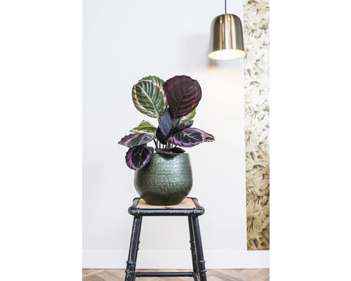 Calathea kamerplant in pot op een kruk onder een lamp