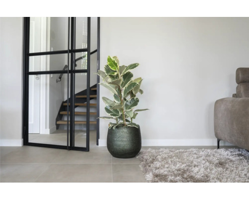 Interieur met rubberboom in een pot, naast een glazen deur, een tapijt en een bank.