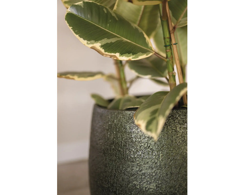 Rubberboom in een gestructureerde plantenbak.