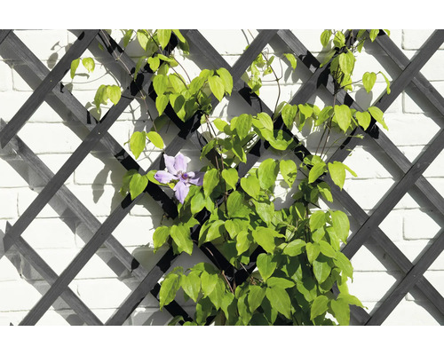 Klimplant met bloem op klimrek