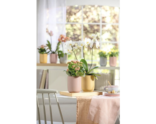 Decoratieve opstelling met kamerplanten op een tafel voor een raam.