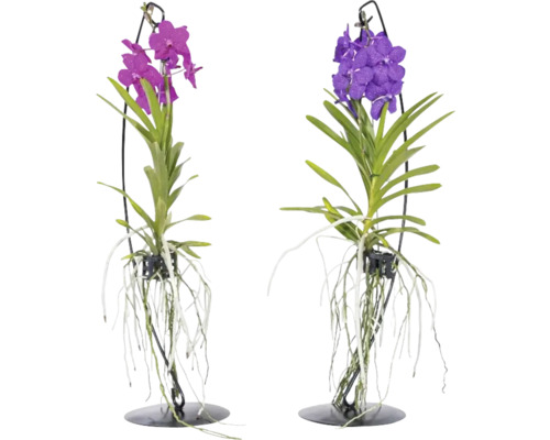 FLORASELF Orchidee Vanda coerulea mix potmaat Ø 17 cm H 50 cm