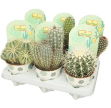 Diverse cactussen in potten met FloraSelf labels in een witte schaal