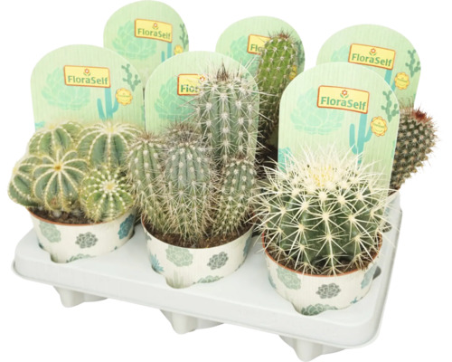 FLORASELF Cactus Mix potmaat Ø 12 cm H 15 cm Diverse cactussen in potten met FloraSelf labels in een witte schaal