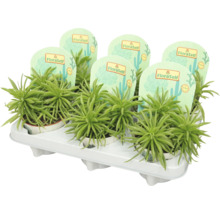 Meerdere erwtenplanten in potten op een drager voor transport.