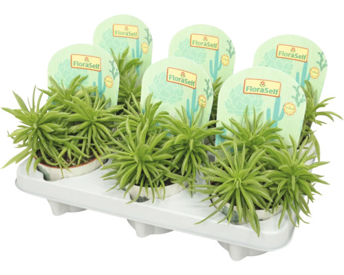 FLORASELF Rattenstaart Peperomia Happy Bean potmaat Ø 10,5 cm H 18 cm Meerdere erwtenplanten in potten op een drager voor transport.