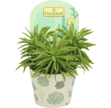 Senecio barbertonicus kamerplant in pot met FloraSelf etiket
