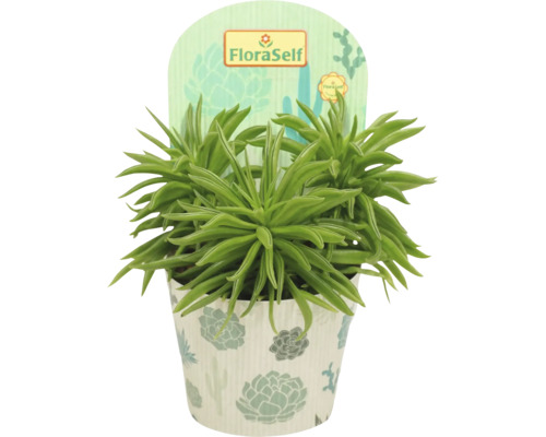 Senecio barbertonicus kamerplant in pot met FloraSelf etiket