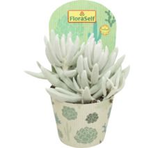 Succulente plant in pot met FloraSelf label