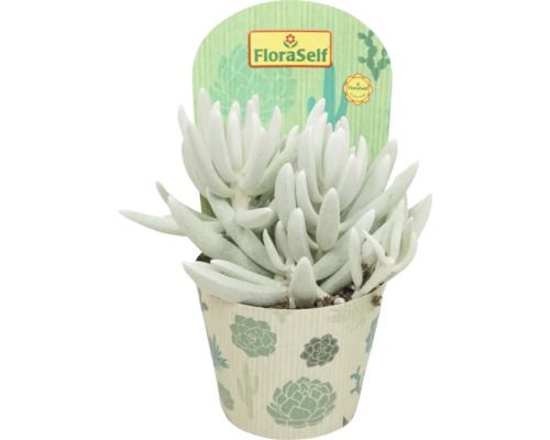 Succulente plant in pot met FloraSelf label
