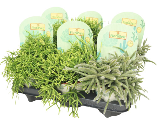 Rhipsalis assortiment in tray met FloraSelf label