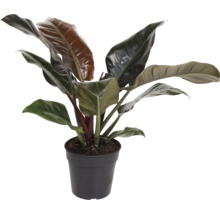 FLORASELF Klimmende boomliefhebber Philodendron Imperial Red potmaat Ø 19 cm H 55 cm