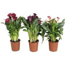 Drie Zantedeschia planten in potten