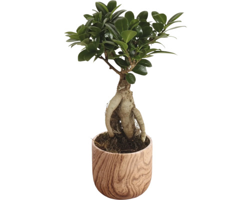 FLORASELF Ficus microcarpa Ginseng Rocklook potmaat Ø 11 cm H 30 cm