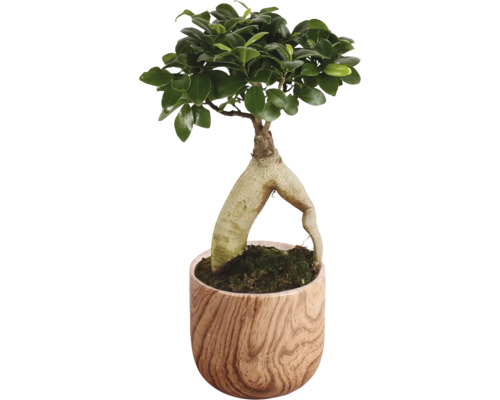 FLORASELF Ficus microcarpa Ginseng Rocklook potmaat Ø 15 cm H 35 cm