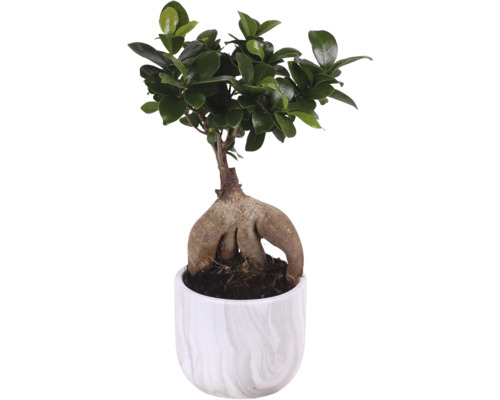 Ficus Ginseng Bonsai in pot