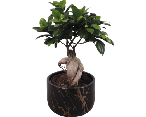 Bonsai in een pot