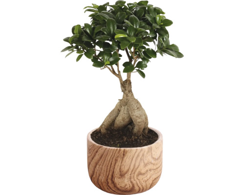 FLORASELF Ficus microcarpa Ginseng Rocklook potmaat Ø 18 cm H 40 cm