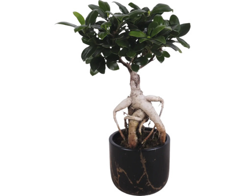 Bonsai vijg in een versierde bloempot