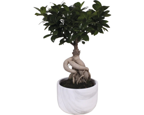 Bonsai vijgenboom in pot