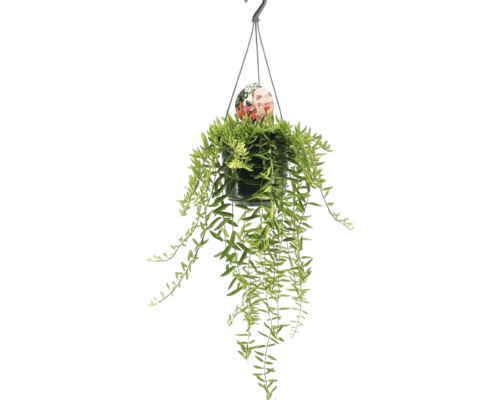 FLORASELF Lipstickplant Aeschynanthuzs Green Star potmaat Ø 15 cm H 40 cm Hangplant in een pot met haak om op te hangen.