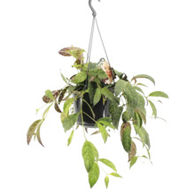 Hoya hangplant in pot