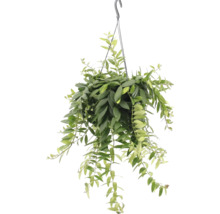 Hangplant met groene bladeren in een pot