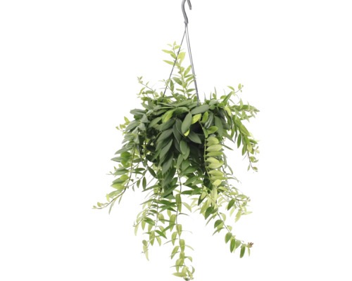 FLORASELF Lipstickplant Aeschynanthus Caro Improved potmaat Ø 15 cm H 40 cm Hangplant met groene bladeren in een pot