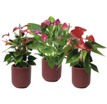 Drie anthuriums in potten