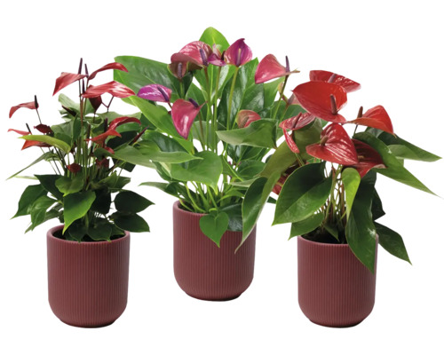 FLORASELF Flamingoplant Anthurium mix potmaat Ø 13 cm H 40 cm