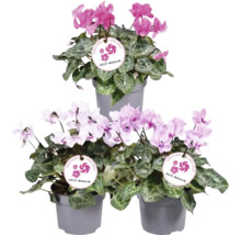 Drie cyclamen in pot met Petit Moulin label