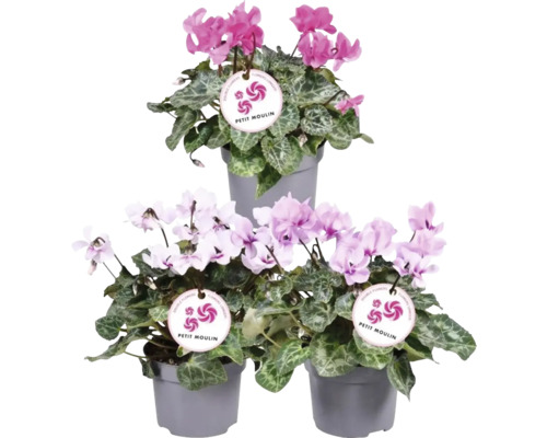 FLORASELF Alpenviooltje Cyclamen mix potmaat Ø 12 cm H 20-25 cm