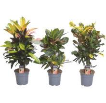 Drie Kroton planten in potten