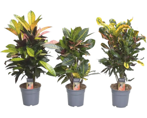 FLORASELF Wonderstruik Croton codiaeum Mix potmaat Ø 14 cm H 50 cm