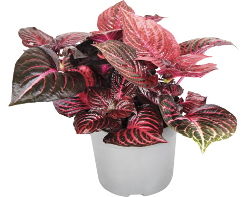 FLORASELF Biefstukplant Iresine Herbstii 'Rich Red Star' potmaat Ø 13 cm H 30 cm Sierplant in een pot