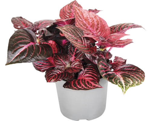 FLORASELF Biefstukplant Iresine Herbstii 'Rich Red Star' potmaat Ø 13 cm H 30 cm