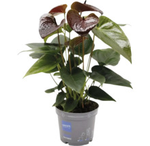 Anthurium in pot