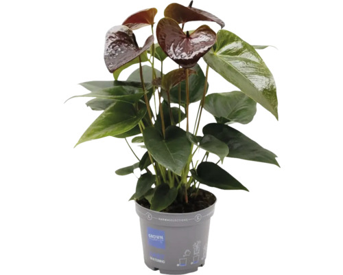 FLORASELF Flamingoplant Anthurium Andreanum Black Essencia potmaat Ø 12 cm H 40 cm