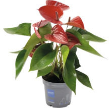 Anthurium kamerplant met rode bloemen in pot