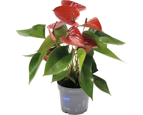 FLORASELF Flamingoplant Anthurium (Andreanum ) Picanta potmaat Ø 12 cm H 40 cm