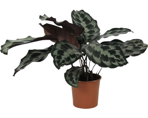 FLORASELF Zebraplant Calathea Kennedy potmaat Ø 14 cm H 50-55 cm