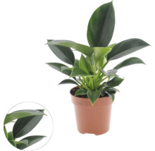 Philodendron kamerplant in pot