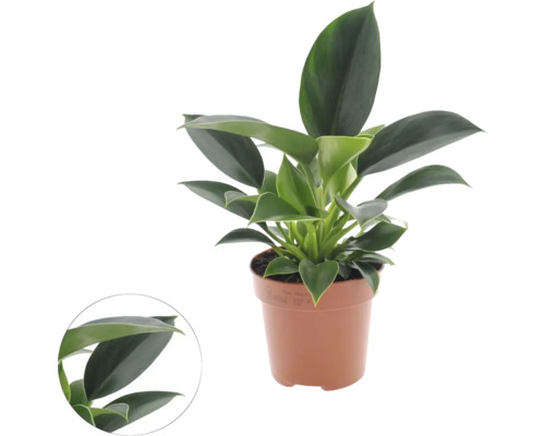 FLORASELF Klimmende boomliefhebber Philodendron Green Princess potmaat Ø 12 cm H 25 cm