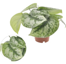 Scindapsus pictus in een pot