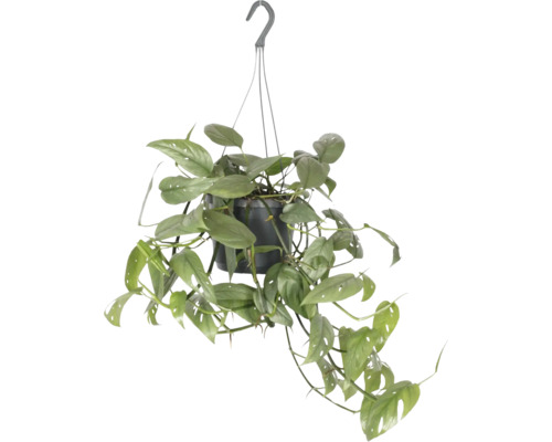 FLORASELF Drakenklimop Epipremnum Cebu Blue Scindapsus potmaat Ø 17 cm H 20 cm Hangplant met groene bladeren in een pot met hanger