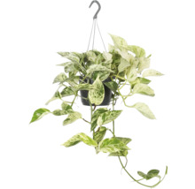Hangplant met groene en witte bladeren in een pot